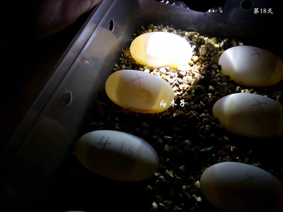 草龟繁殖经验分享孵蛋40天破壳,草龟孵化及幼龟养殖