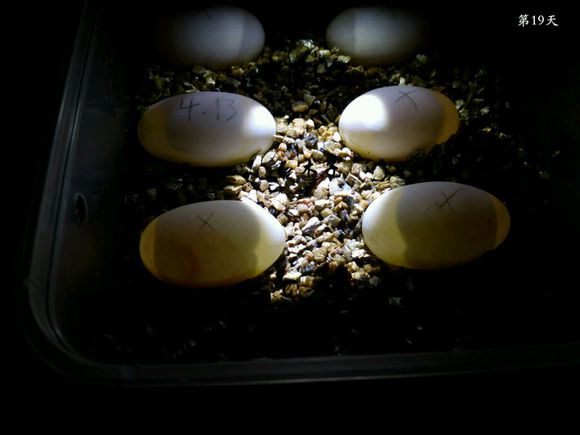 草龟繁殖经验分享孵蛋40天破壳,草龟孵化及幼龟养殖