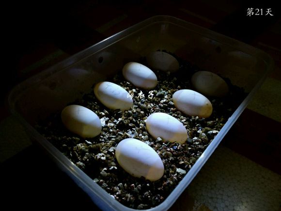 草龟繁殖经验分享孵蛋40天破壳,草龟孵化及幼龟养殖