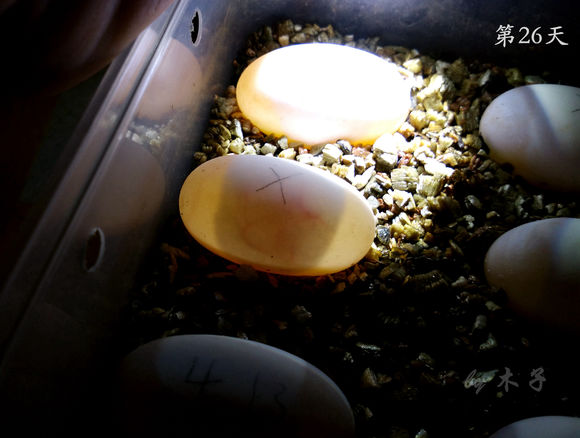 草龟繁殖经验分享孵蛋40天破壳,草龟孵化及幼龟养殖