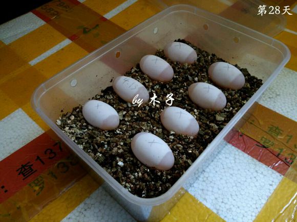 草龟繁殖经验分享孵蛋40天破壳,草龟孵化及幼龟养殖