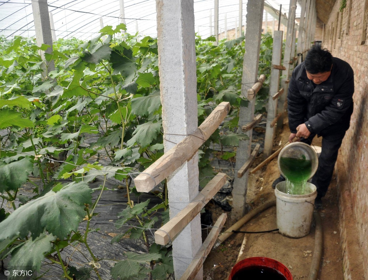 葡萄氮肥的作用及施用方法,小苗葡萄施氮肥可以用兔粪代替吗