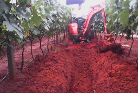 葡萄氮肥的作用及施用方法,小苗葡萄施氮肥可以用兔粪代替吗