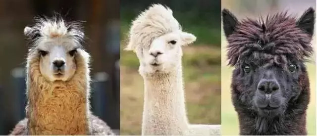 再不看，你的生活费都交给发廊了！