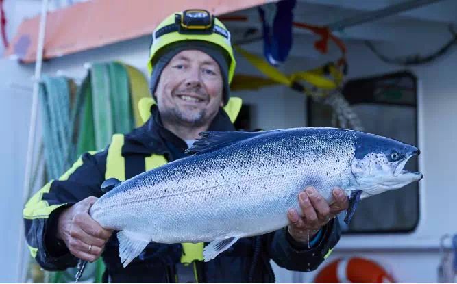 盒马最便宜帝王蟹,盒马帝王蟹视频