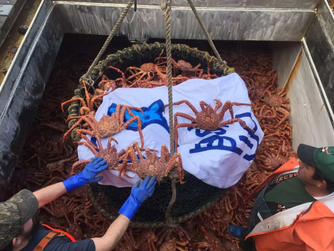 盒马最便宜帝王蟹,盒马帝王蟹视频