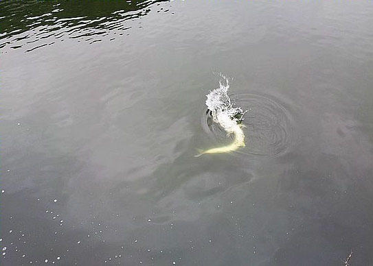 此鱼游泳迅速,行动敏捷,被广大钓友称为“水老虎”