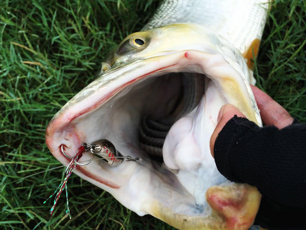 此鱼游泳迅速,行动敏捷,被广大钓友称为“水老虎”