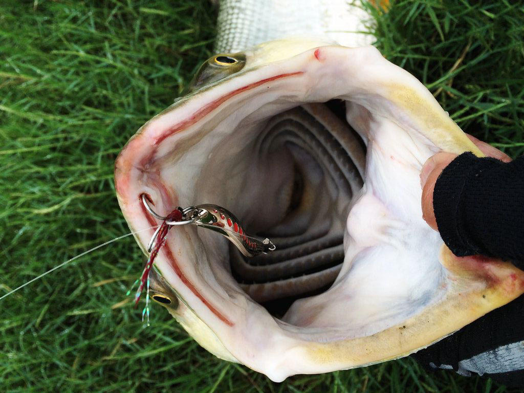 此鱼游泳迅速,行动敏捷,被广大钓友称为“水老虎”