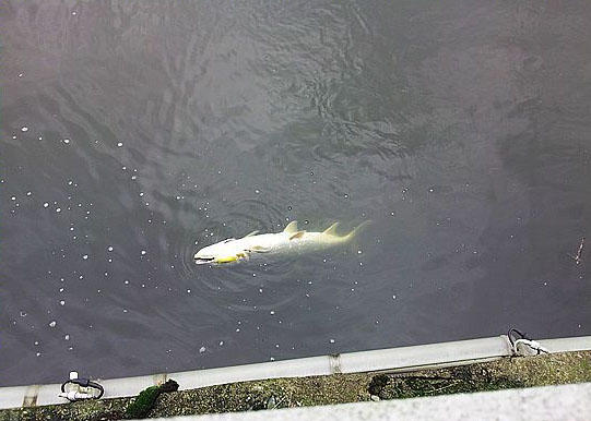 此鱼游泳迅速,行动敏捷,被广大钓友称为“水老虎”