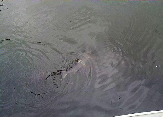 此鱼游泳迅速,行动敏捷,被广大钓友称为“水老虎”