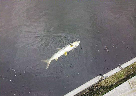 此鱼游泳迅速,行动敏捷,被广大钓友称为“水老虎”