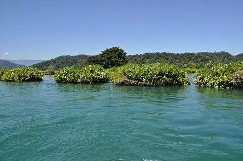 水至清则无鱼,水至清则无鱼人至察则无徒的意思