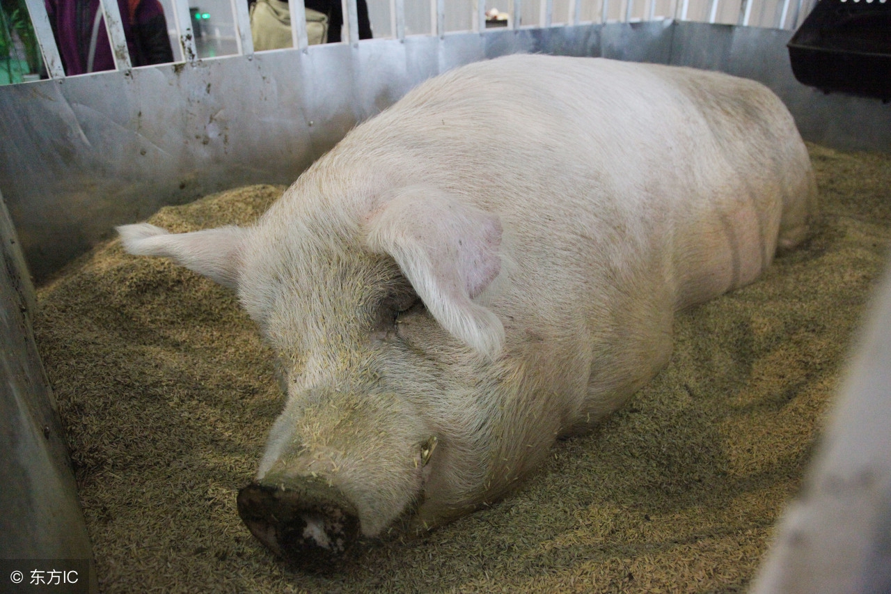 「网友投稿」一个养猪技术大咖的母猪配种技术成长之路！