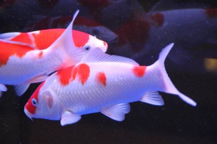 养冷水鱼需不需要使用灯光,加温饲养的鱼