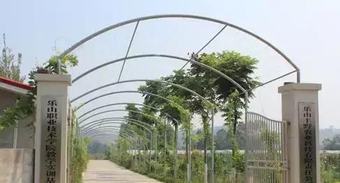 住在乐山杨湾乡的快乐,是一般人想象不到的……