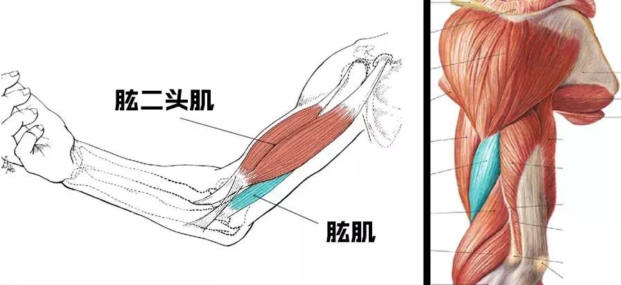 穿t恤没有训练痕迹,穿上衣服就毫无训练痕迹
