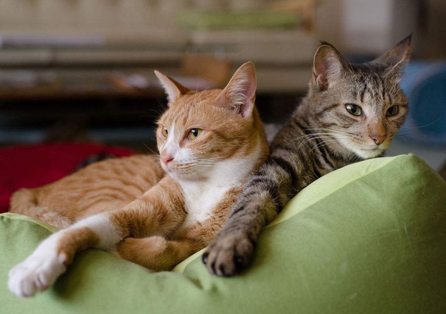 家里来了别的猫自家猫好生气,原住民对新来的猫会有什么动作