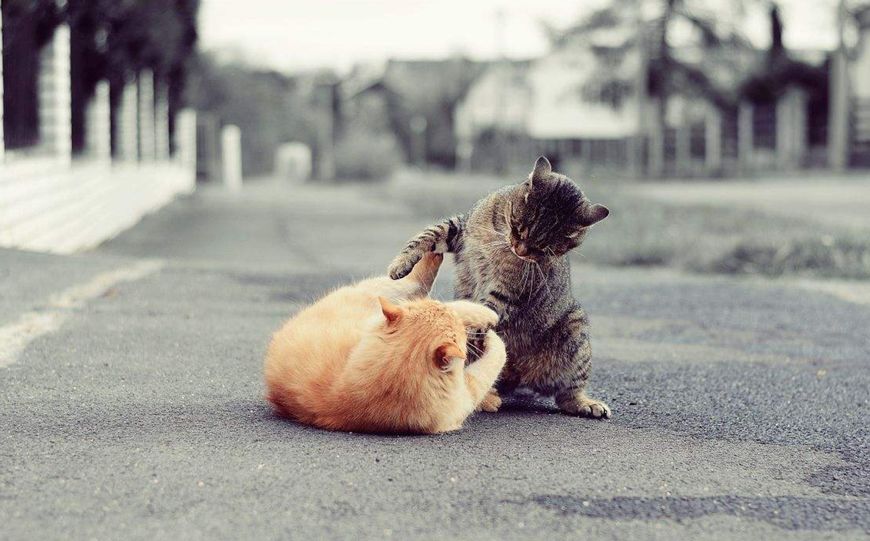 家里来了别的猫自家猫好生气,原住民对新来的猫会有什么动作