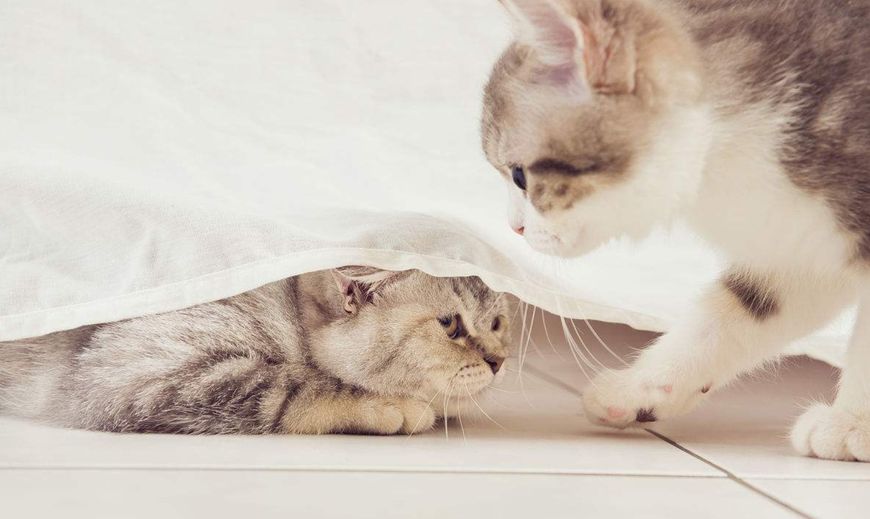 家里来了别的猫自家猫好生气,原住民对新来的猫会有什么动作