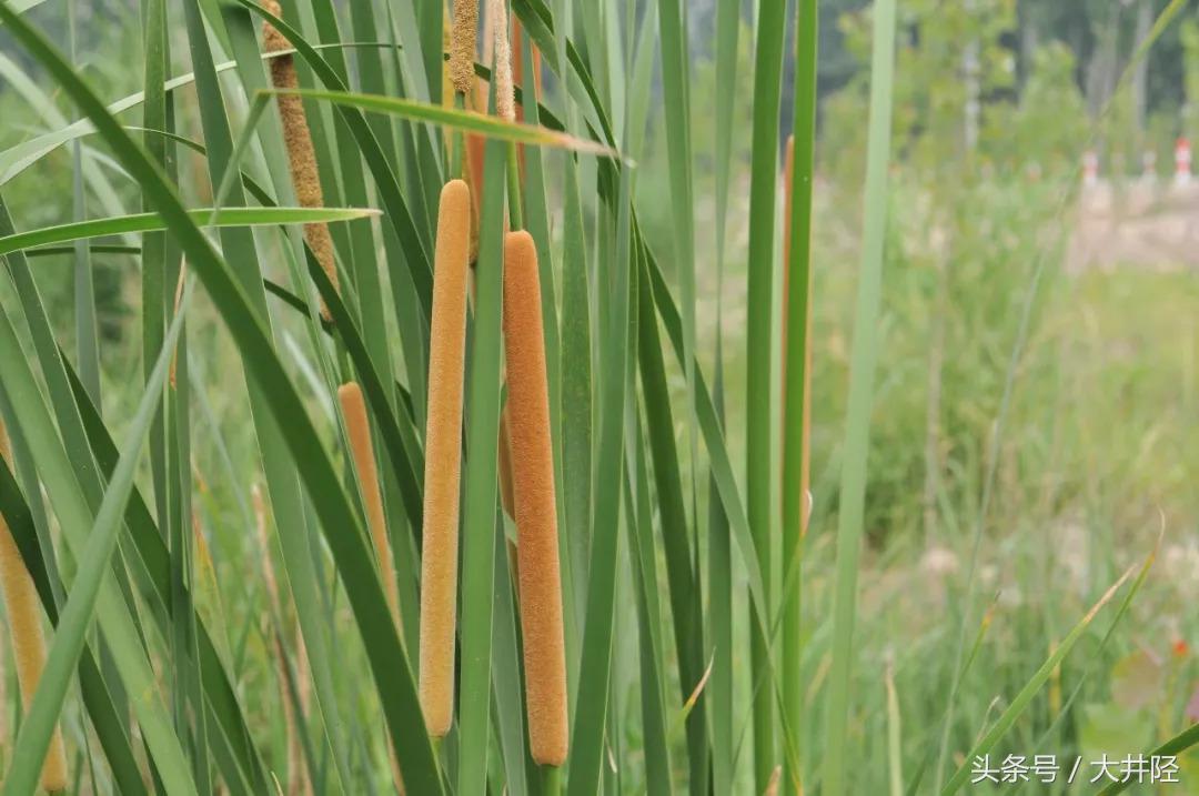 这种草制品很多人见过，但是你们真的了解它吗？