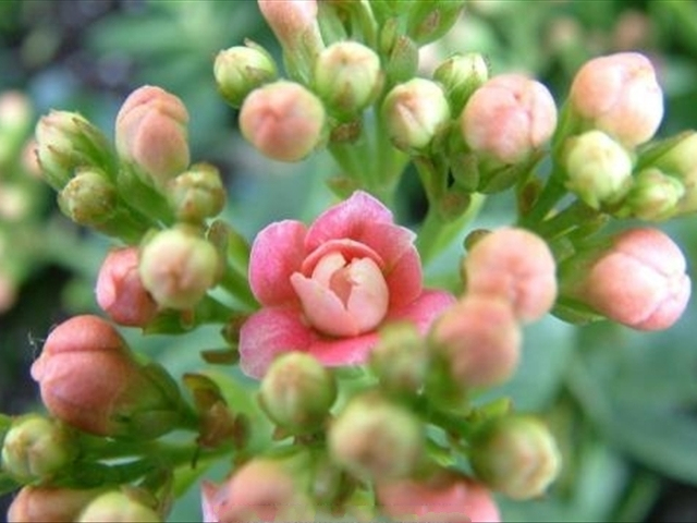 长寿花叶子干焦且有掉叶怎么办,长寿花换土后掉叶子了怎么回事