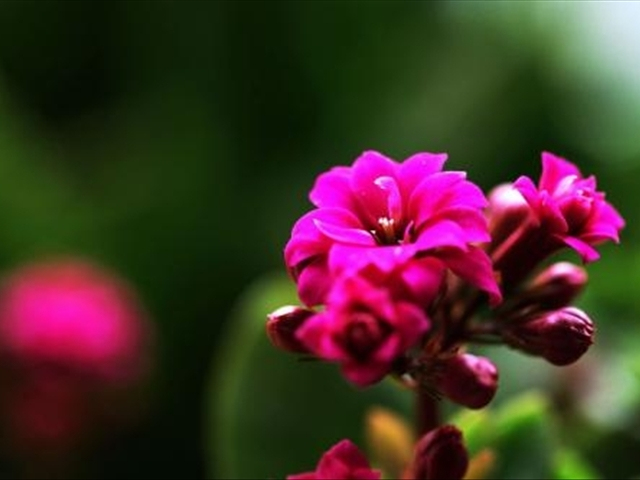 长寿花叶子干焦且有掉叶怎么办,长寿花换土后掉叶子了怎么回事