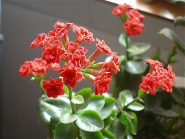 长寿花叶子干焦且有掉叶怎么办,长寿花换土后掉叶子了怎么回事