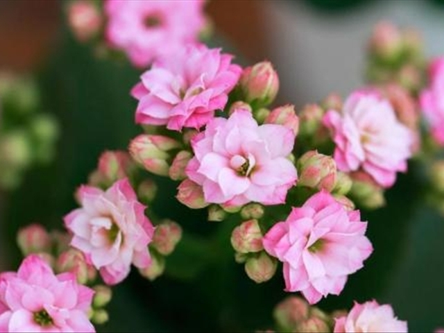 长寿花叶子干焦且有掉叶怎么办,长寿花换土后掉叶子了怎么回事