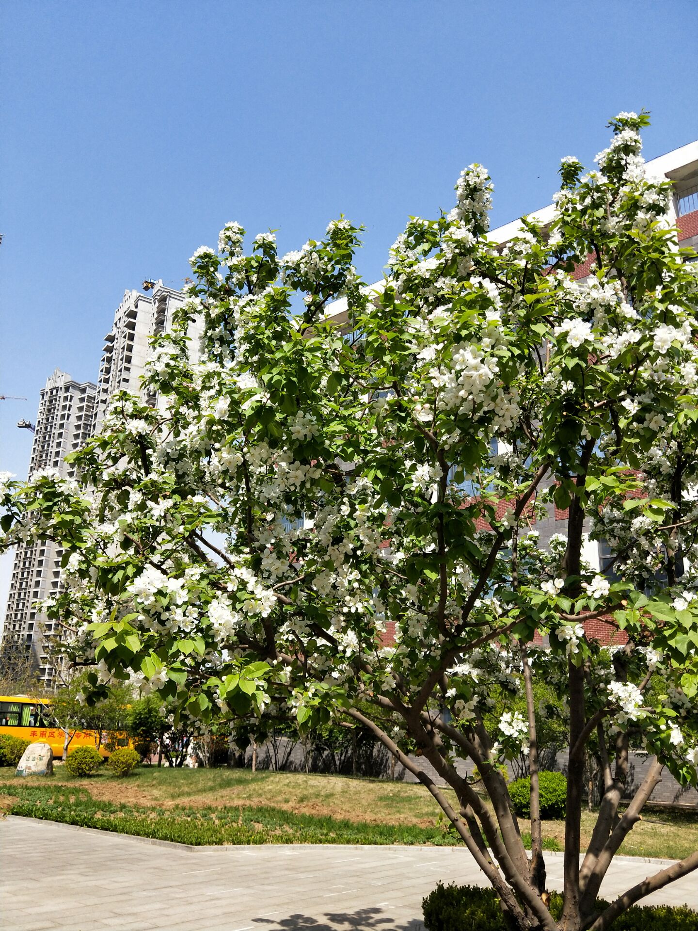 海棠的四季,海棠四季的图片