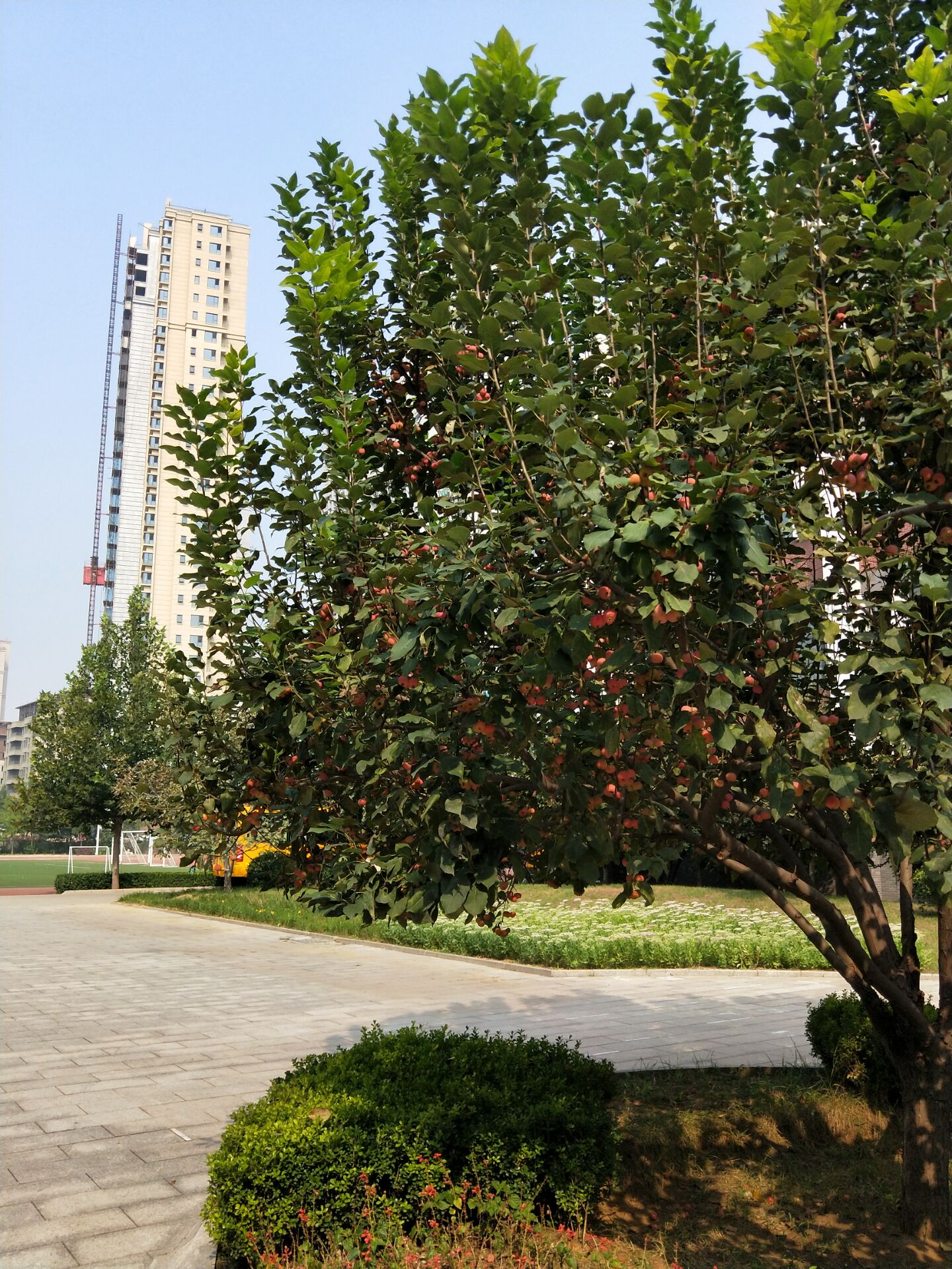 海棠的四季,海棠四季的图片