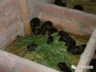 高风险高回报的项目有哪些,低成本高回报的项目