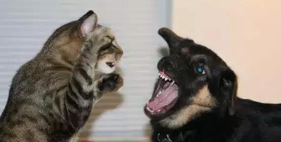 饿了么猫咪外卖,饿了么外卖商家合作