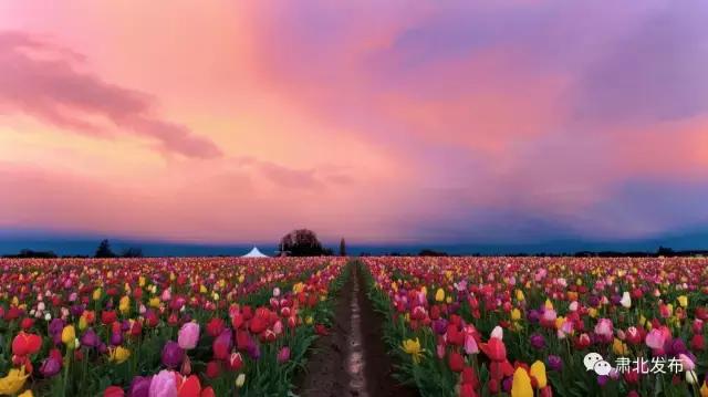 肃北:8月,我和七彩花田有个约会,一半是花海,一半是……