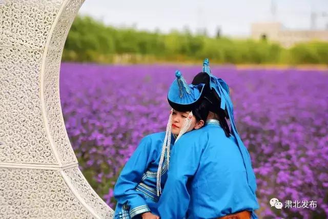 肃北:8月,我和七彩花田有个约会,一半是花海,一半是……