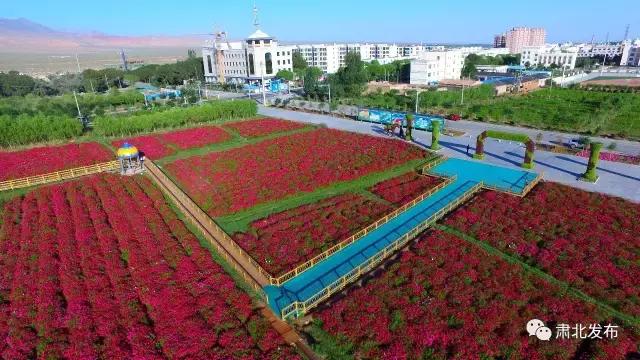 肃北:8月,我和七彩花田有个约会,一半是花海,一半是……