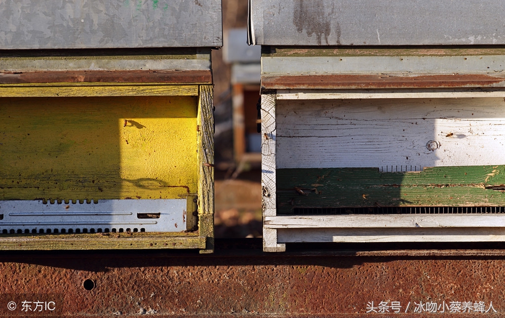 自然分蜂分出的是老蜂还是幼蜂,自然分蜂分几波