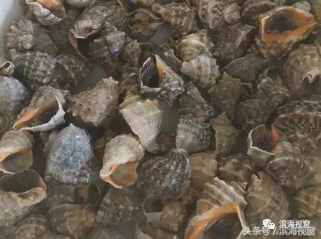 塘沽北塘海鲜哪里好吃,塘沽北塘海鲜哪家最好