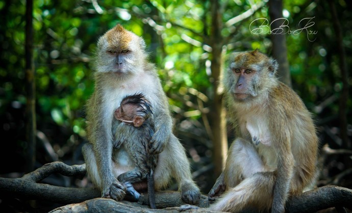 普吉岛美丽的小岛,比普吉小众还原始的岛