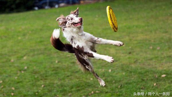 帮宠物狗减肥的正确方法,如何让糖尿病的狗狗长胖