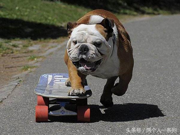 帮宠物狗减肥的正确方法,如何让糖尿病的狗狗长胖