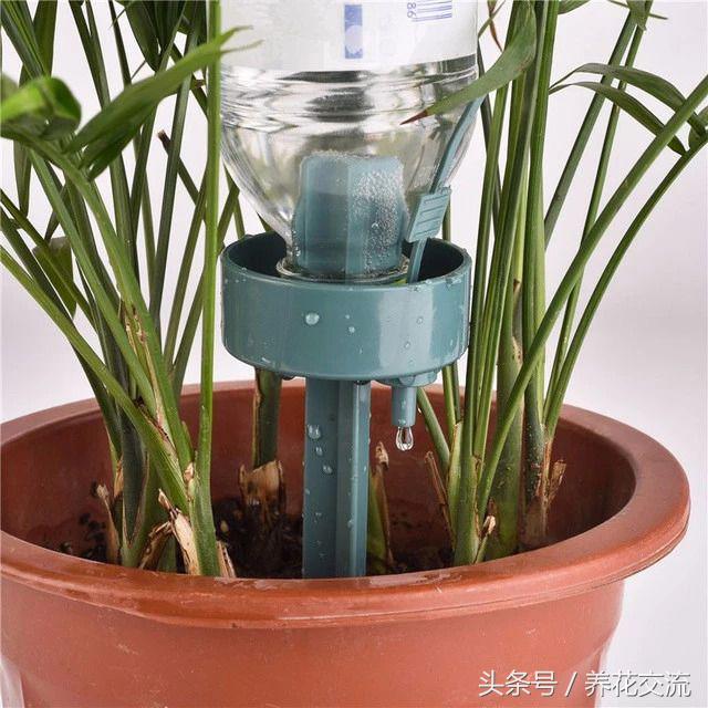 离家出走怎么生存小妙招,离家一个月的植物怎么浇水