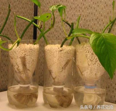 离家出走怎么生存小妙招,离家一个月的植物怎么浇水