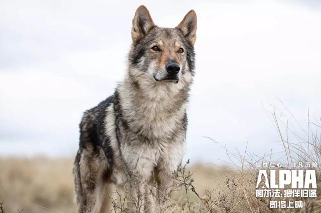 这部电影着实让我害pia