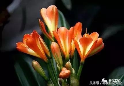 君子兰什么时间开花,怎样才能让君子兰开花时间更长