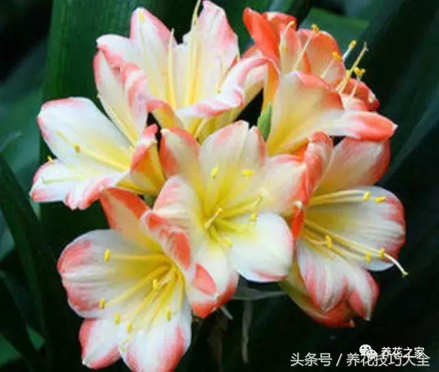 君子兰什么时间开花,怎样才能让君子兰开花时间更长