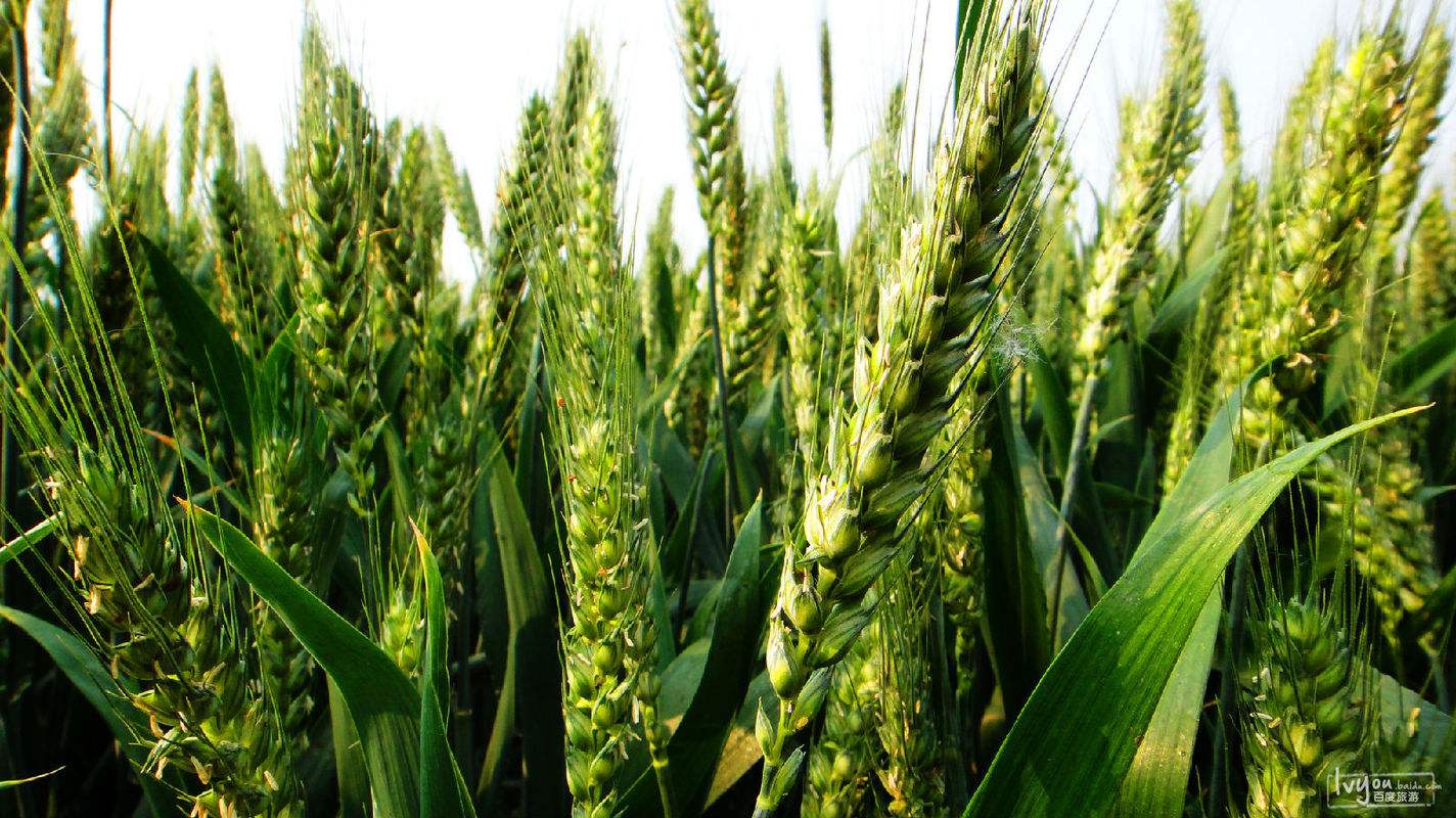 秋天10-20度钓鱼用什么饵料 (秋天自制鲤鱼草鱼饵料)