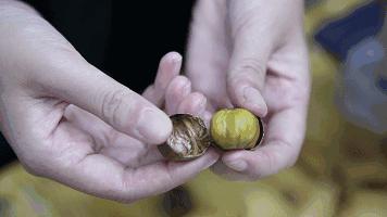 风物特产推介,湖北罗田大红袍板栗