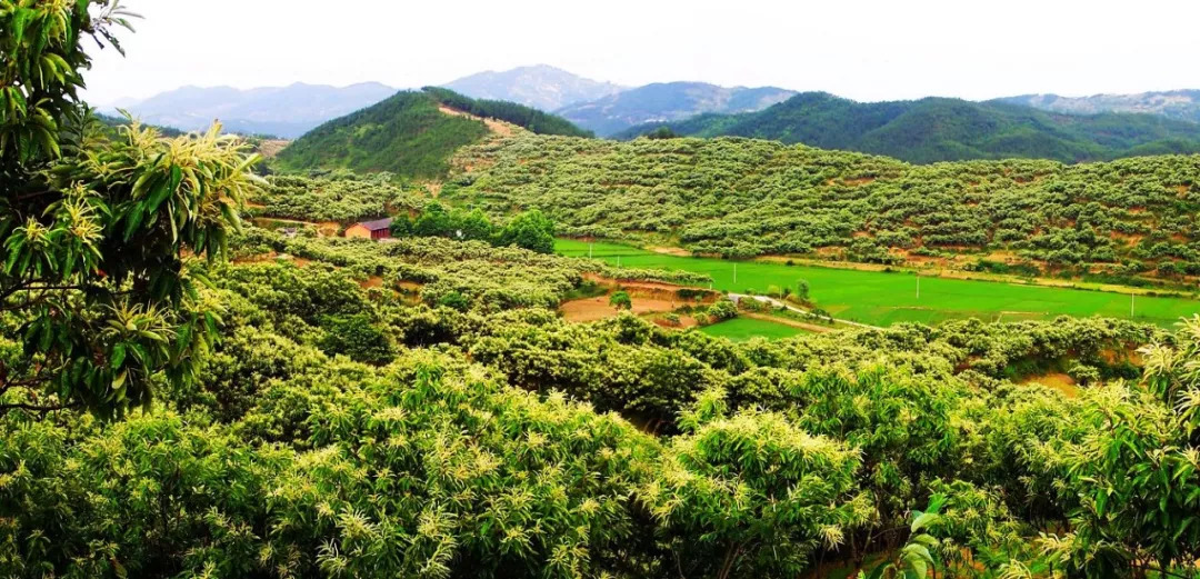 风物特产推介,湖北罗田大红袍板栗