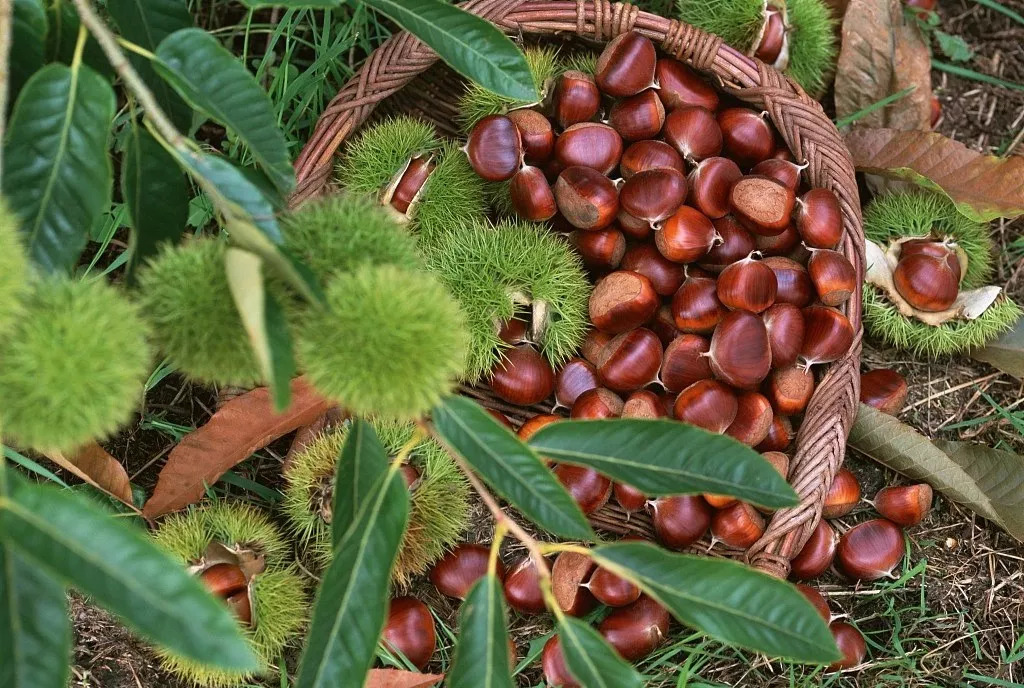 风物特产推介,湖北罗田大红袍板栗